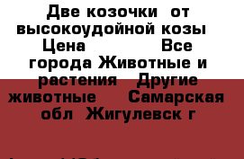 Две козочки  от высокоудойной козы › Цена ­ 20 000 - Все города Животные и растения » Другие животные   . Самарская обл.,Жигулевск г.